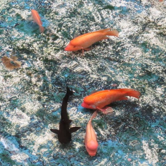 Meet your Posher, Sarah - Picture 1 of 1